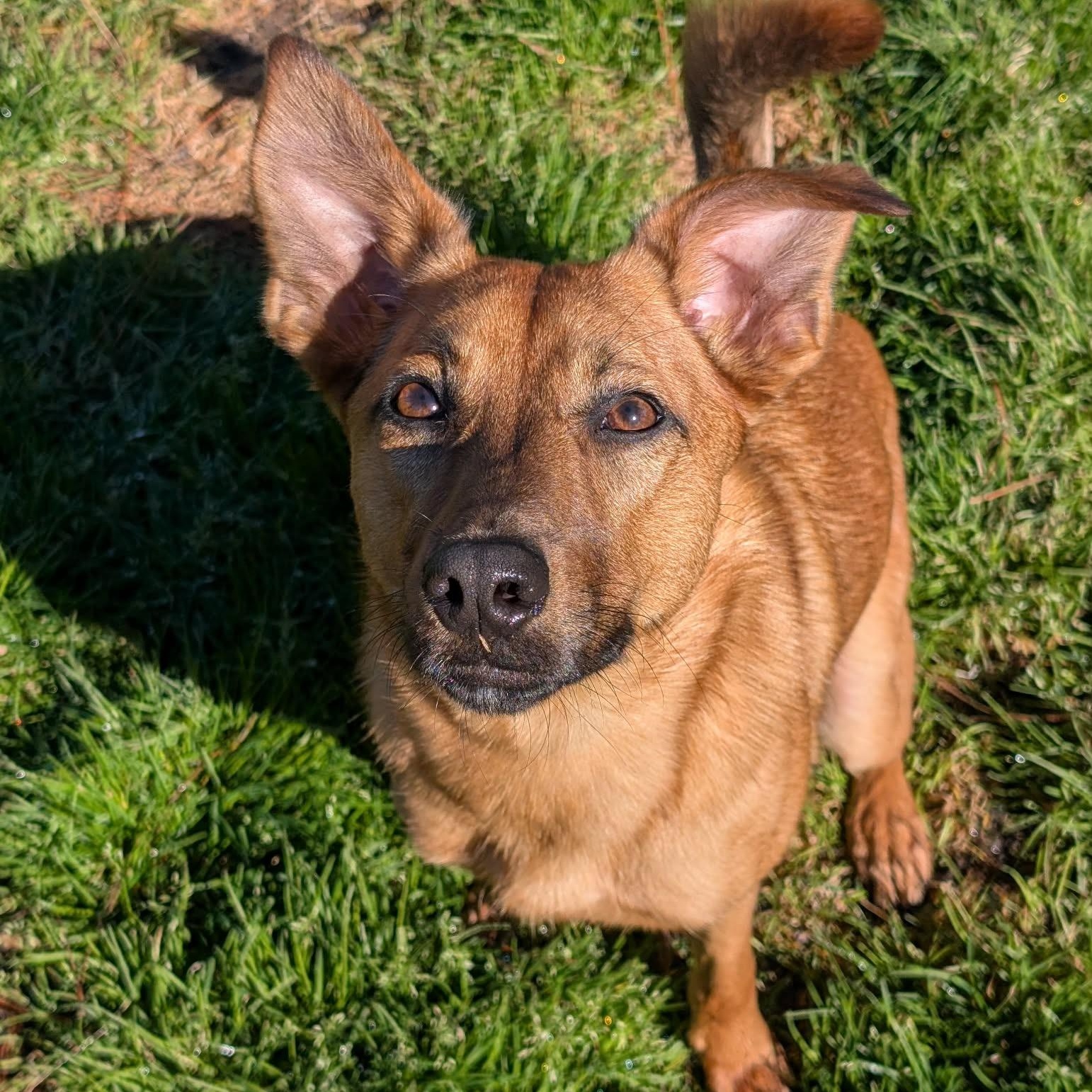 Enlarge Lori, an adopted mixed breed in Calabash, NC image 3/6