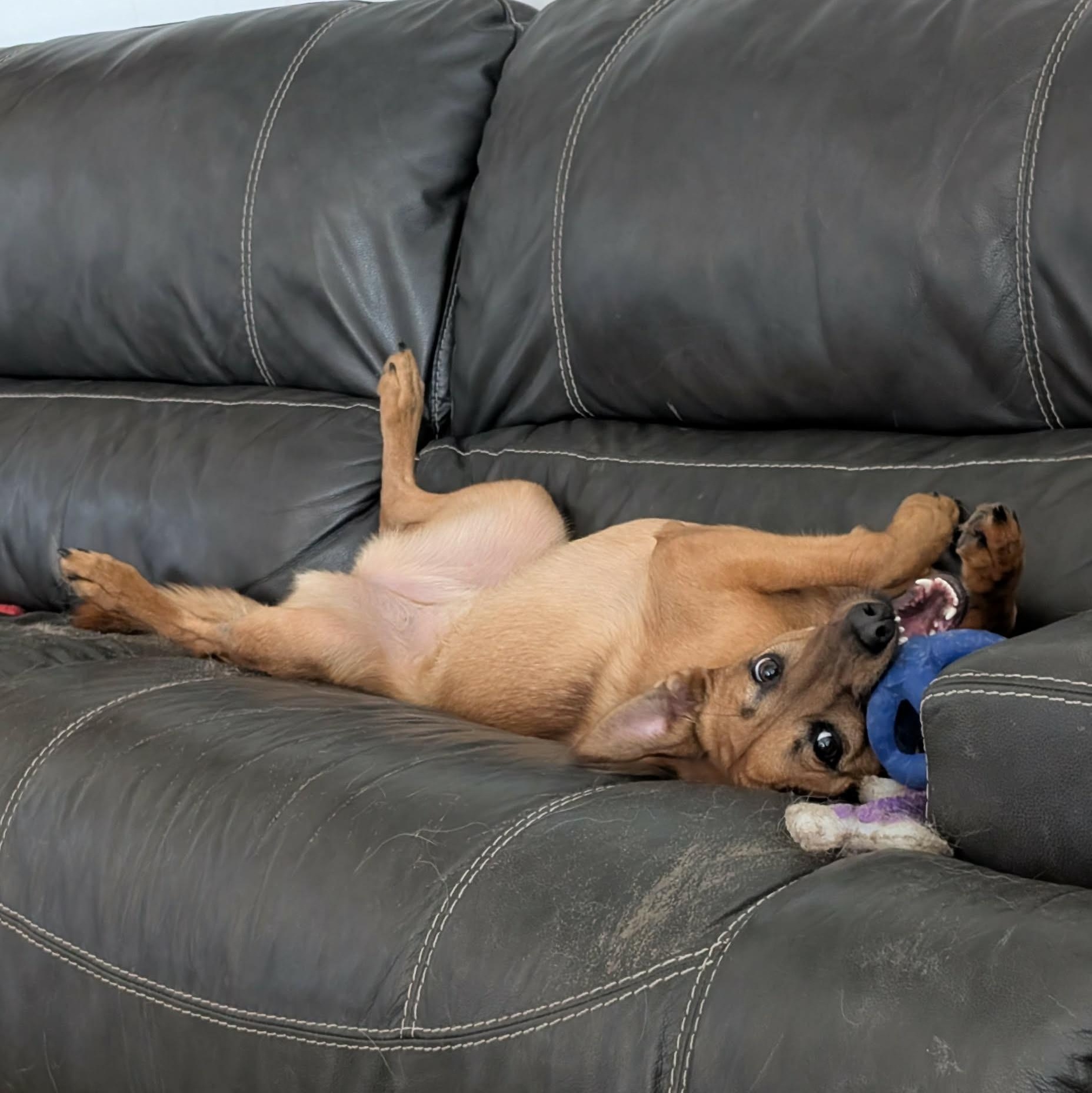 Enlarge Lori, an adopted mixed breed in Calabash, NC image 6/6