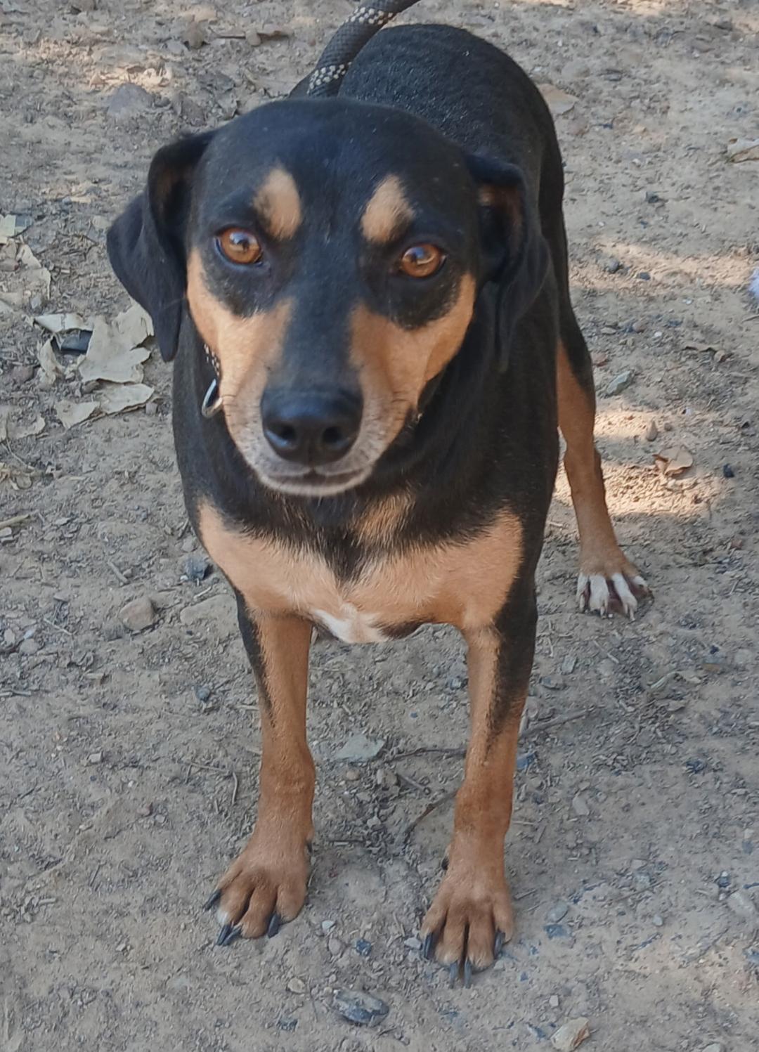 Enlarge Frans, a Adoptable mixed breed in Mena, AR image 1/2