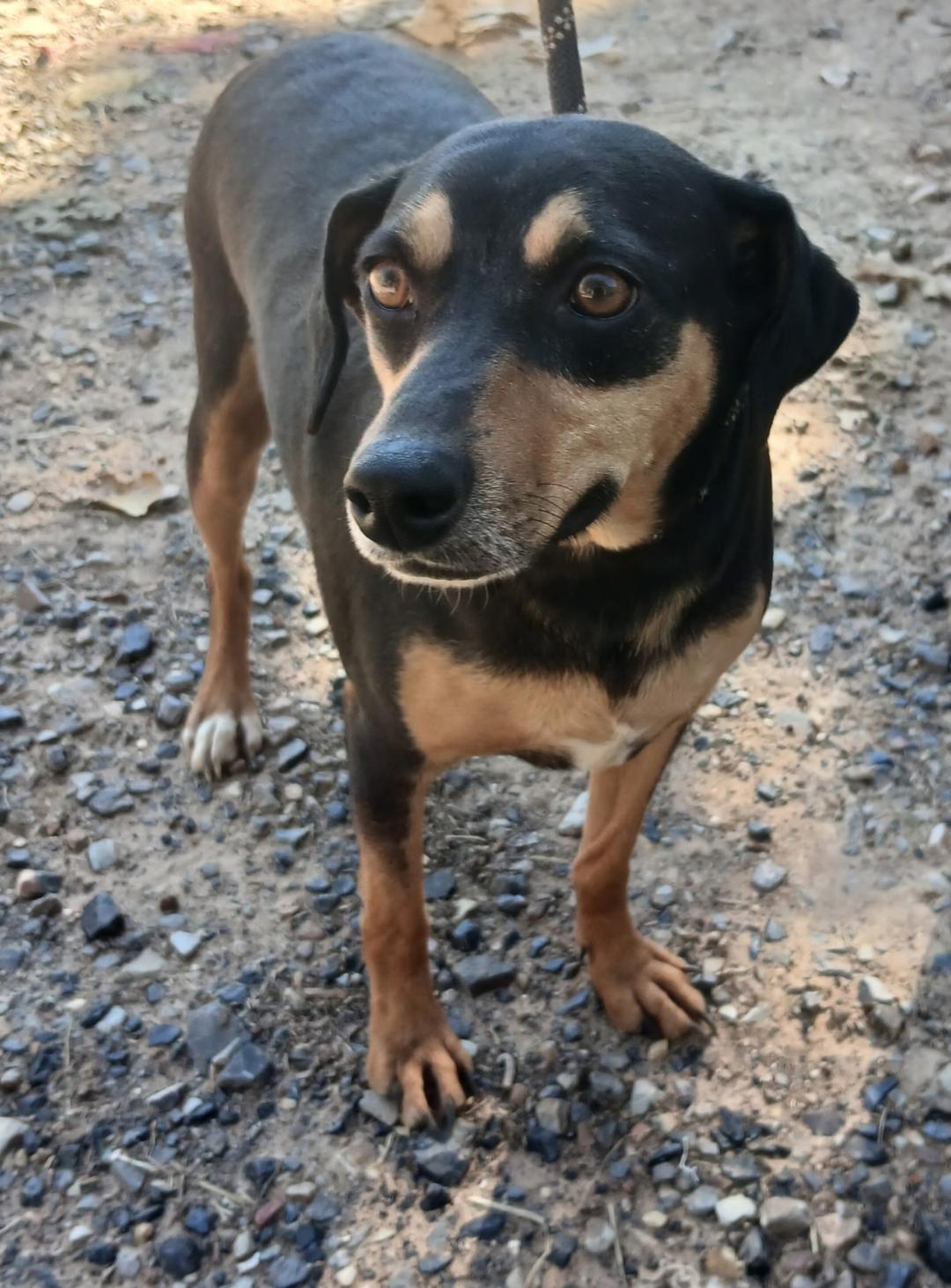 Enlarge Frans, a Adoptable mixed breed in Mena, AR image 2/2