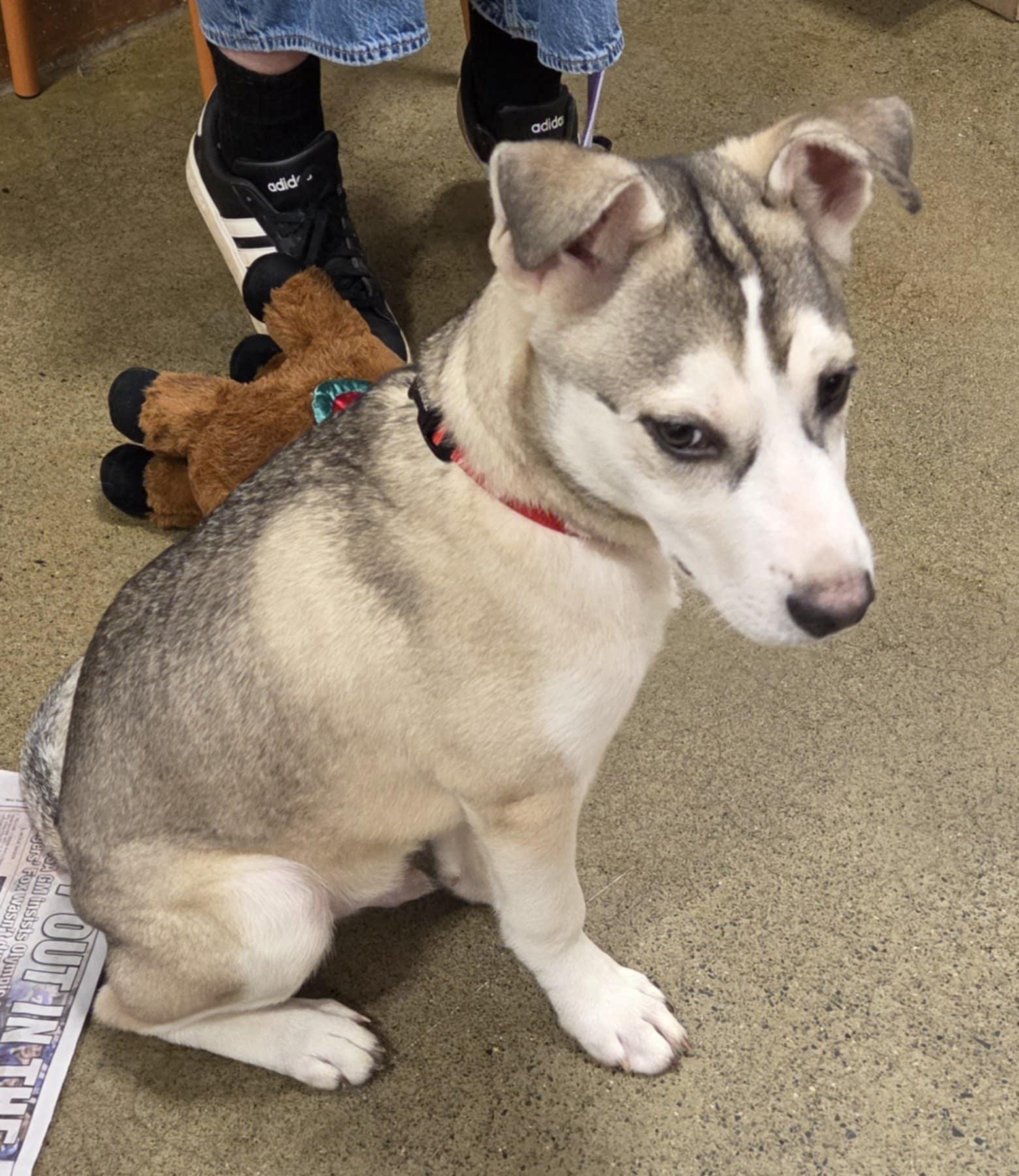 Enlarge Koda, an adopted mixed breed in Hillsdale, NY image 2/2