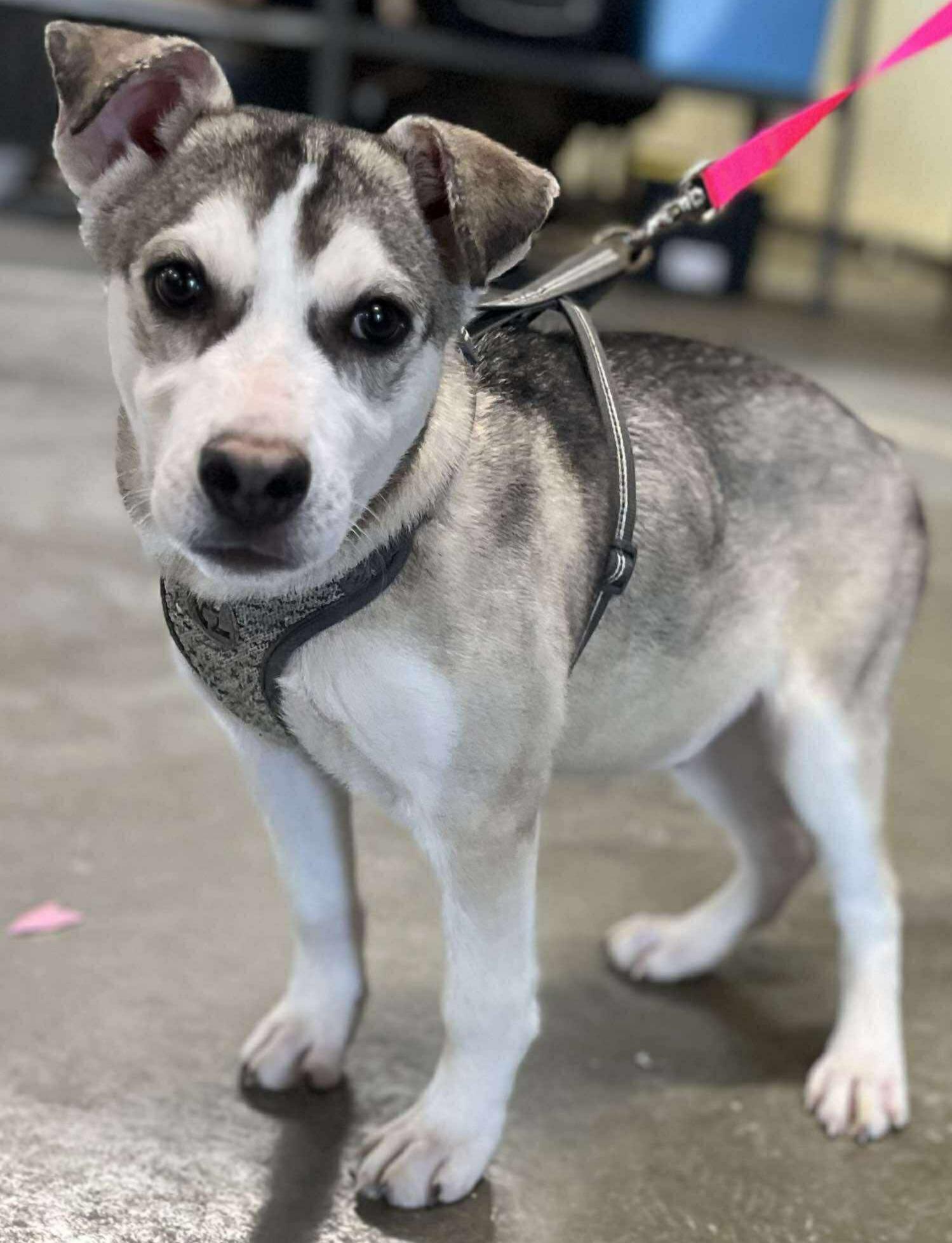 Enlarge Koda, a Adoptable mixed breed in Hillsdale, NY image 1/1