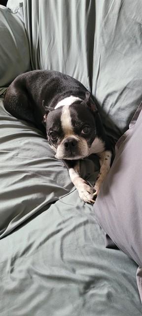 ZOLTAN, Adoptable, Adult Male Boston Terrier.