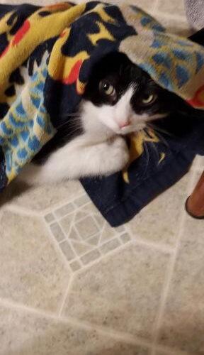 Moo, a Adoptable Domestic Short Hair in Canal Winchester, OH image 1/3