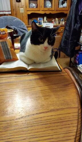 Enlarge Moo, a Adoptable Domestic Short Hair in Canal Winchester, OH image 2/3