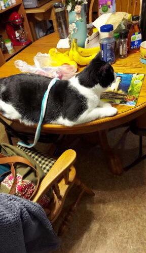 Moo, a Adoptable Domestic Short Hair in Canal Winchester, OH image 2/3