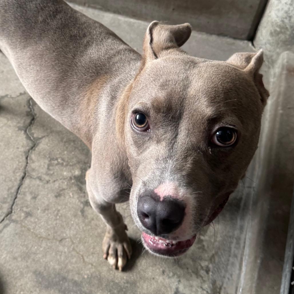 Frankie A2211939, Adoptable, Adult Male Pit Bull Terrier.