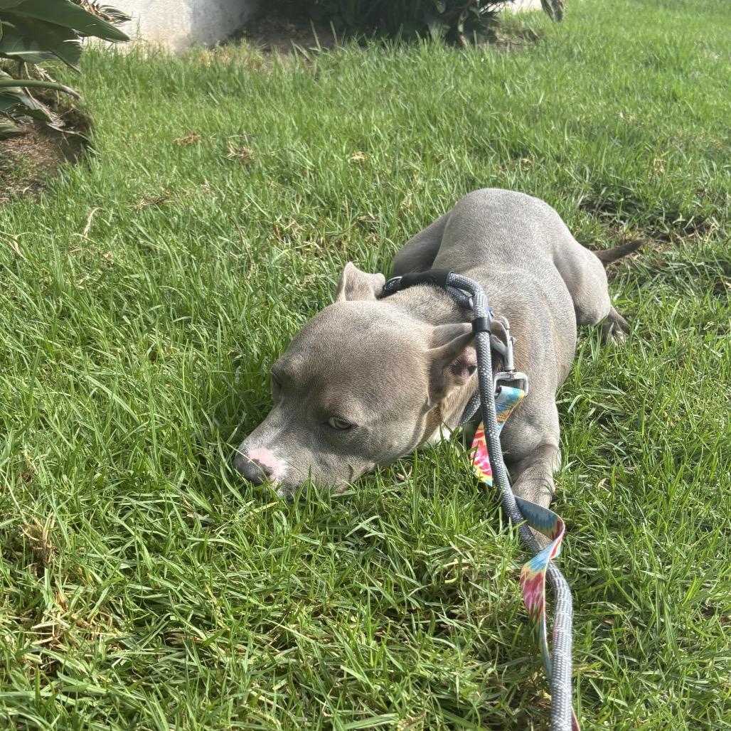 Enlarge Frankie A2211939, a Adoptable Pit Bull Terrier in Mission Hills, CA image 2/6