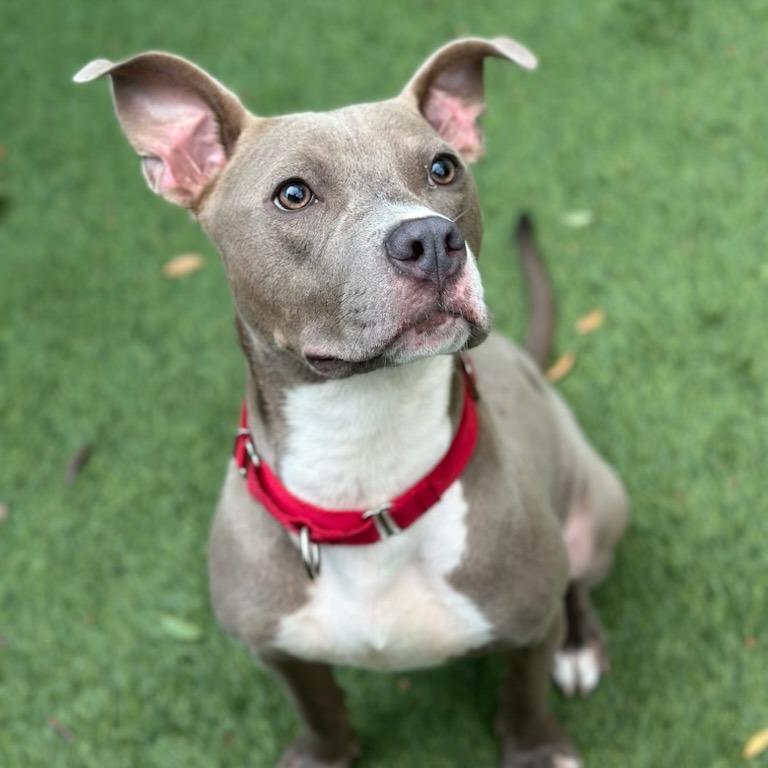 Enlarge Frankie A2211939, a Adoptable Pit Bull Terrier in Mission Hills, CA image 3/6