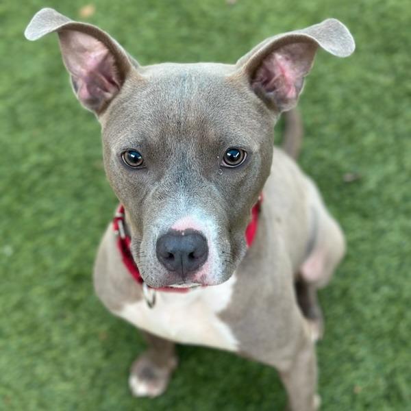 Enlarge Frankie A2211939, a Adoptable Pit Bull Terrier in Mission Hills, CA image 4/6
