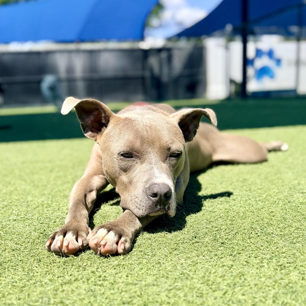 Enlarge Frankie A2211939, a Adoptable Pit Bull Terrier in Mission Hills, CA image 5/6