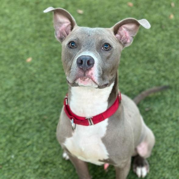 Enlarge Frankie A2211939, a Adoptable Pit Bull Terrier in Mission Hills, CA image 6/6