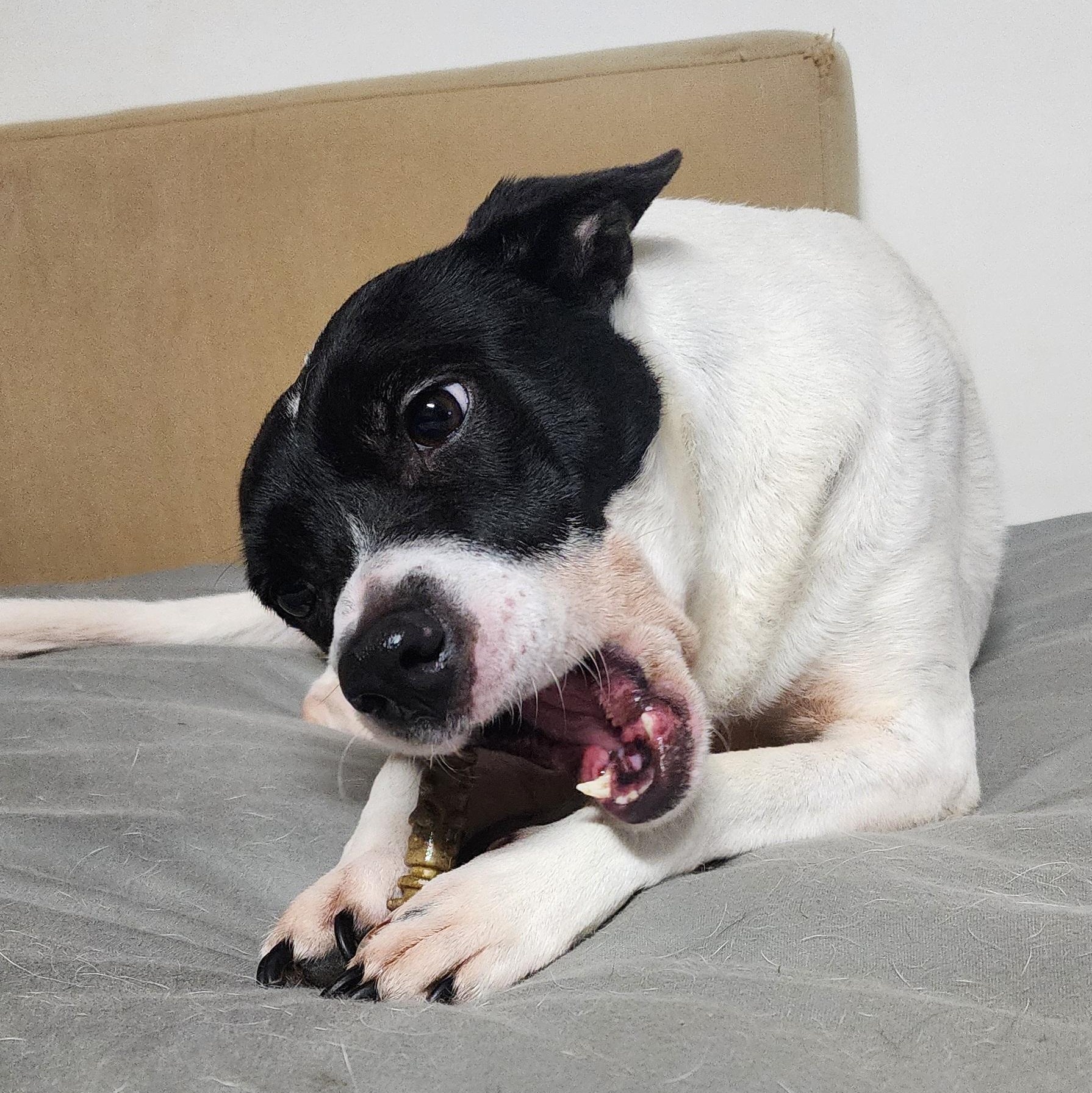 BELLA, a Adoptable mixed breed in Auburn, WA image 5/5