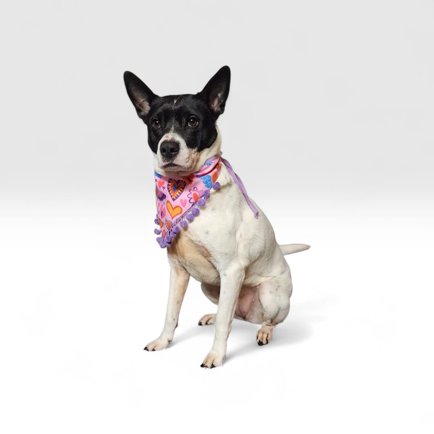 BELLA, Adoptable, Young Female Boston Terrier & Basenji.