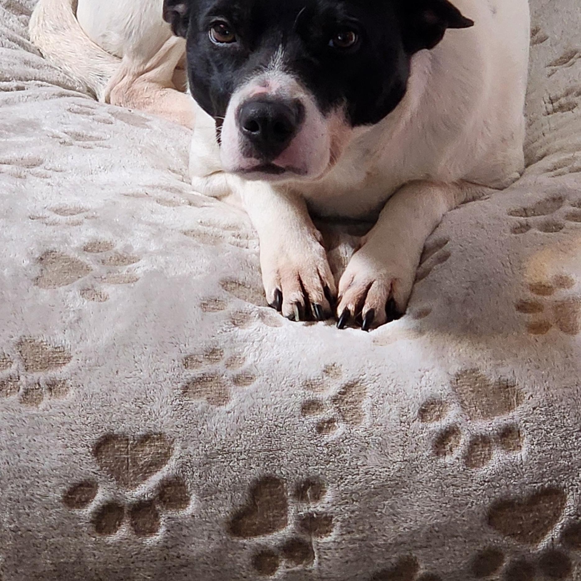 BELLA, a Adoptable mixed breed in Auburn, WA image 4/5