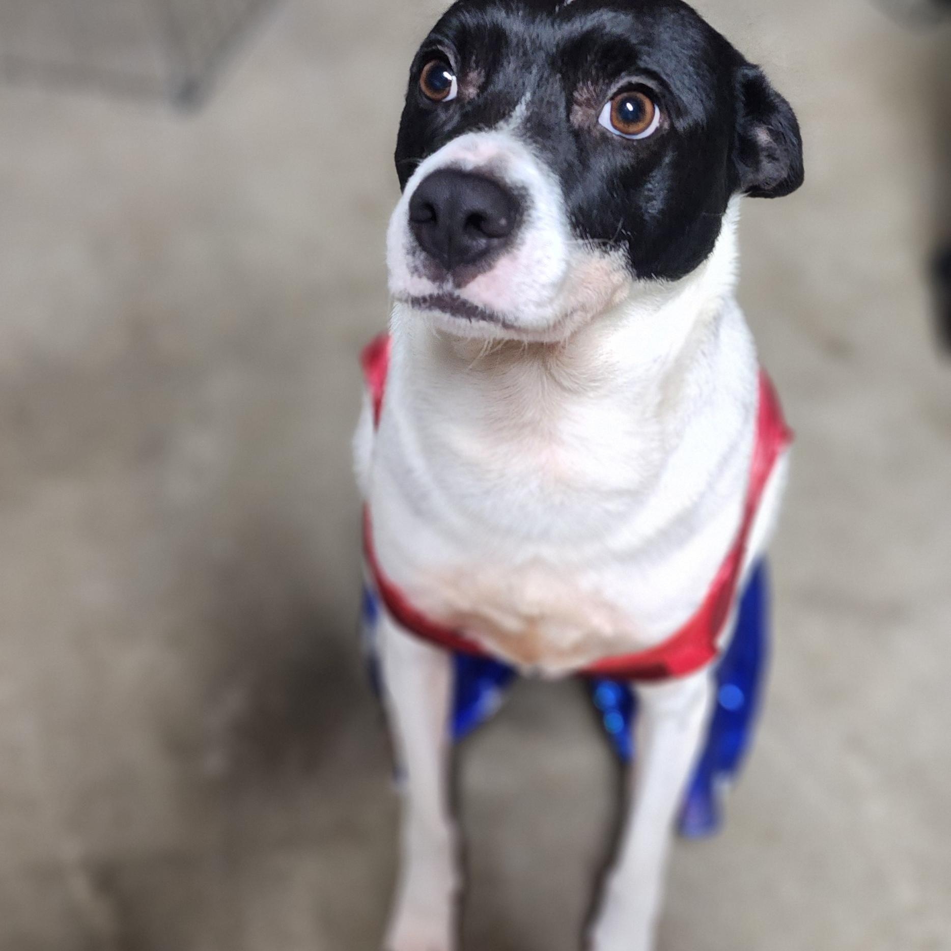 BELLA, a Adoptable mixed breed in Auburn, WA image 3/5