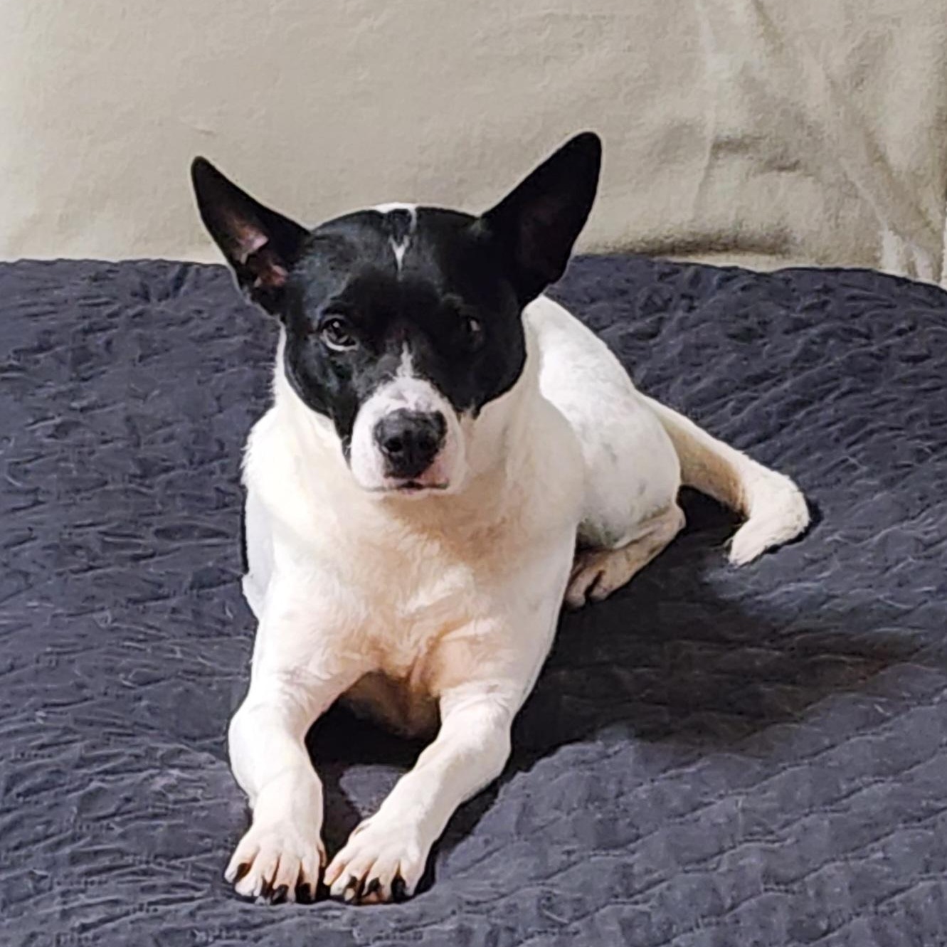 BELLA, a Adoptable mixed breed in Auburn, WA image 2/5