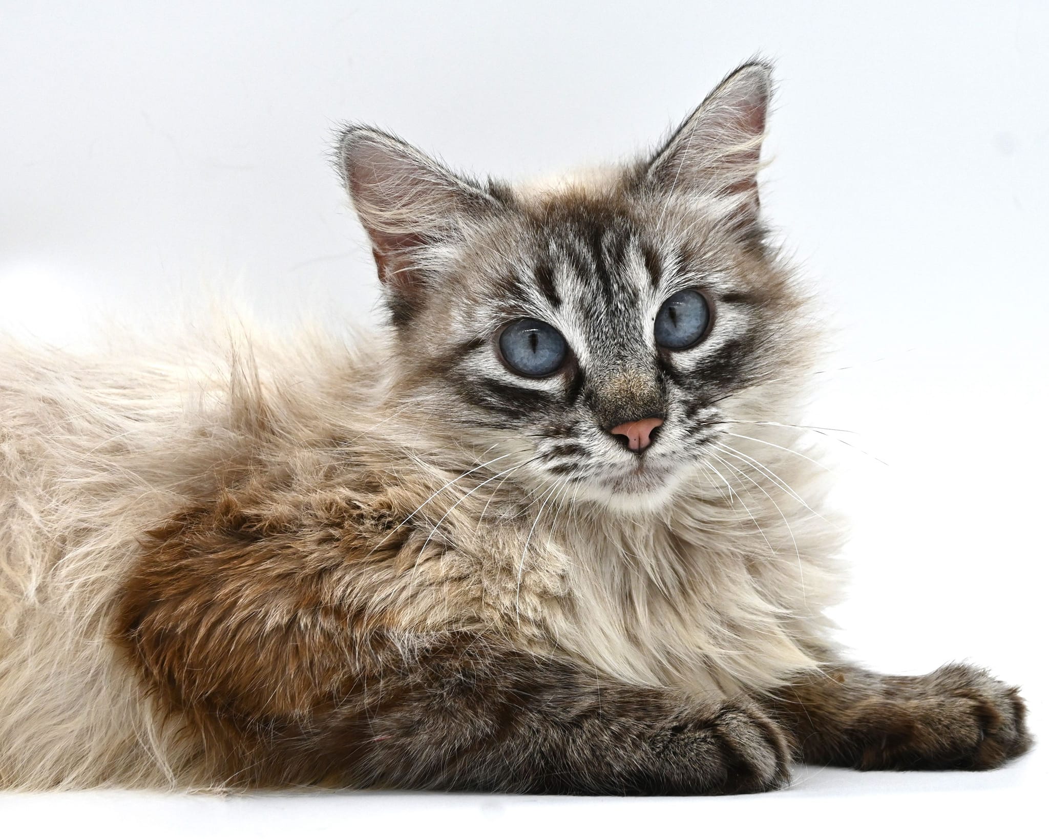 Maple, Adopted, Young Female Siamese.