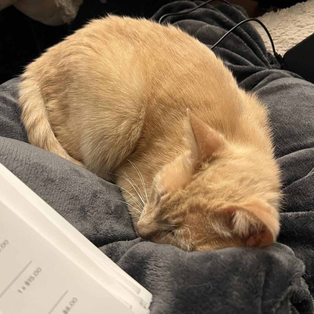 Enlarge MARTINELLI, a Adoptable Domestic Short Hair in San Antonio, TX image 1/3