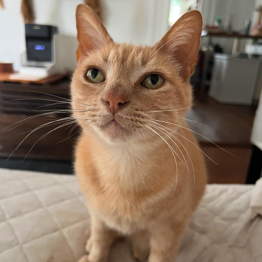 Enlarge MARTINELLI, a Adoptable Domestic Short Hair in San Antonio, TX image 2/3