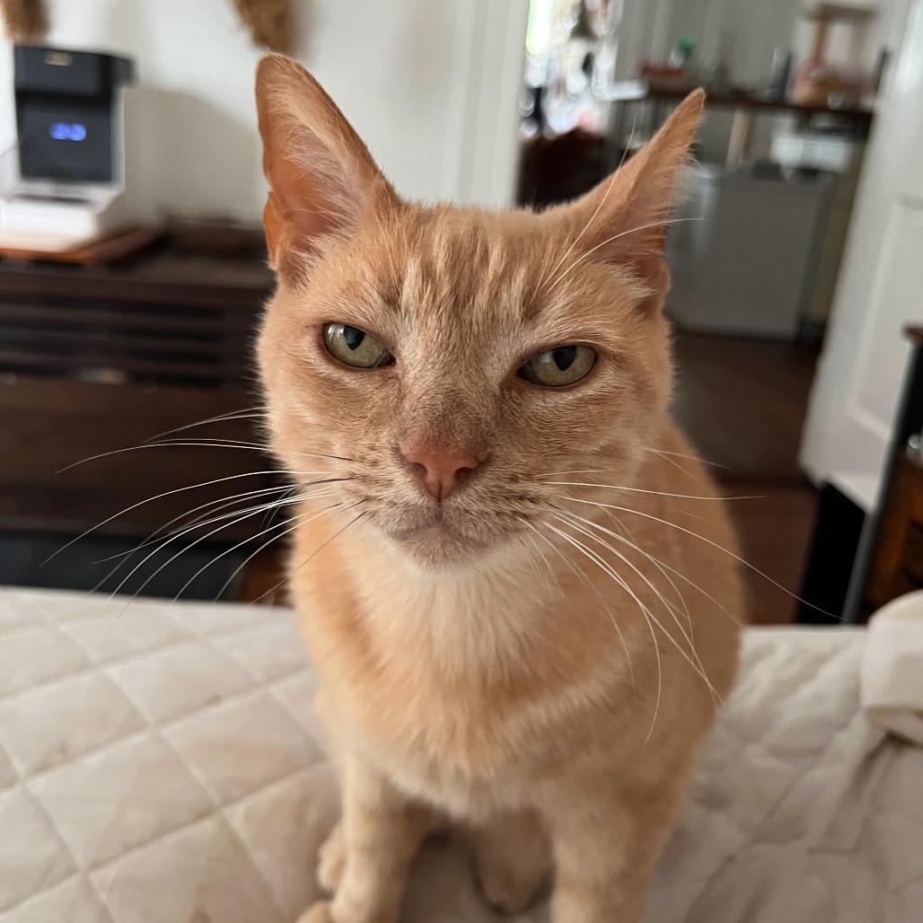 Enlarge MARTINELLI, a Adoptable Domestic Short Hair in San Antonio, TX image 3/3