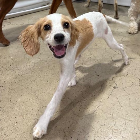 Lemon Drop, Adopted, Young Female Cocker Spaniel.