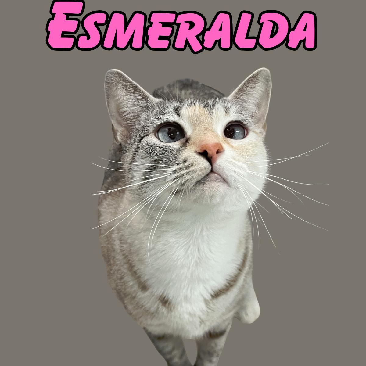 Enlarge Esmeralda, a ADOPTABLE Domestic Short Hair in South Padre Island, TX image 1/1