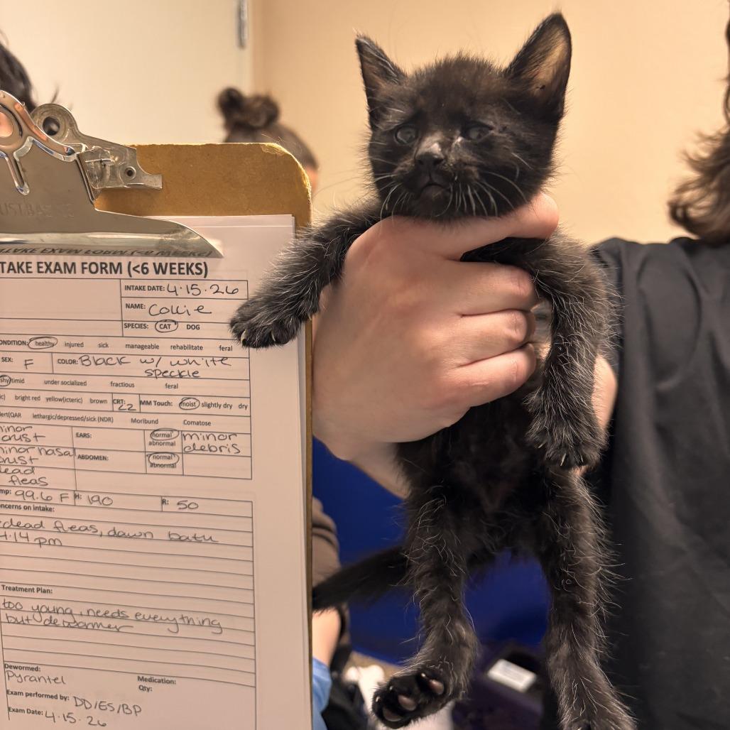Enlarge Collie, a Adoptable Domestic Short Hair in Tempe, AZ image 1/1