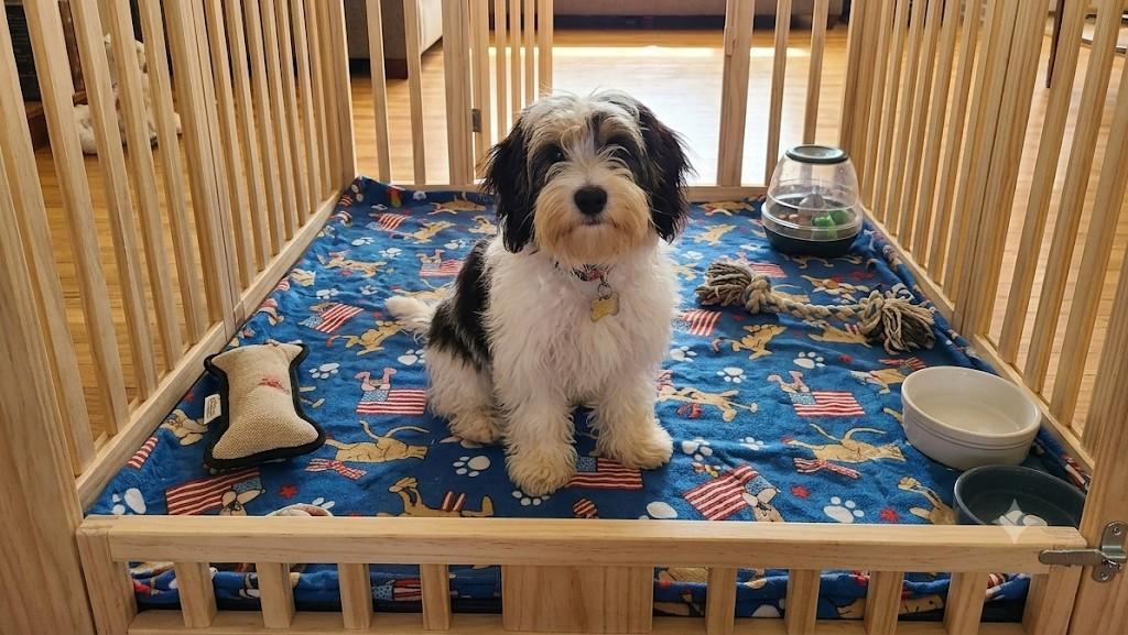Enlarge Bee-Pending, a Adoptable mixed breed in Detroit, MI image 1/2
