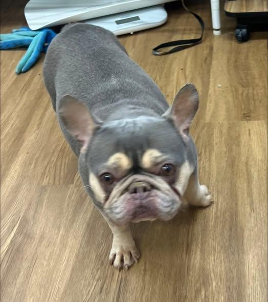 Rain, Adoptable, Adult Female French Bulldog.