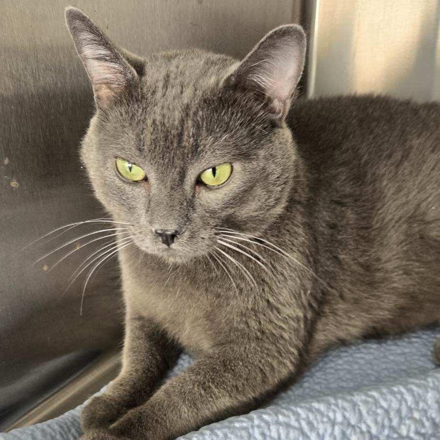 Grey, ADOPTABLE, Adult Male Domestic Short Hair.