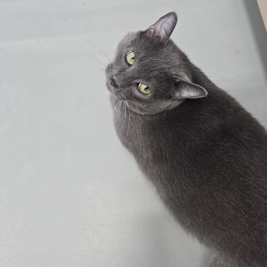 Grey, a ADOPTABLE mixed breed in Dickinson, ND image 2/3