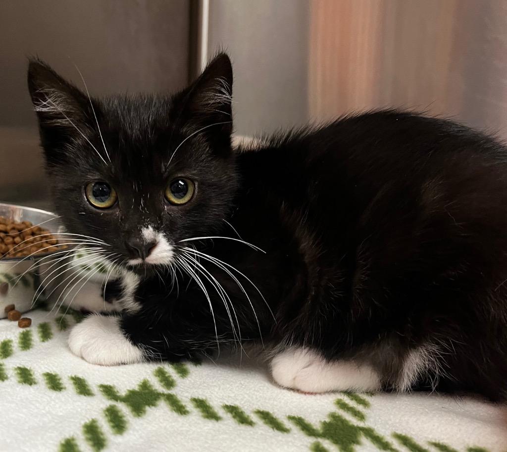 Oynx, a Adoptable mixed breed in Logan, UT image 1/2