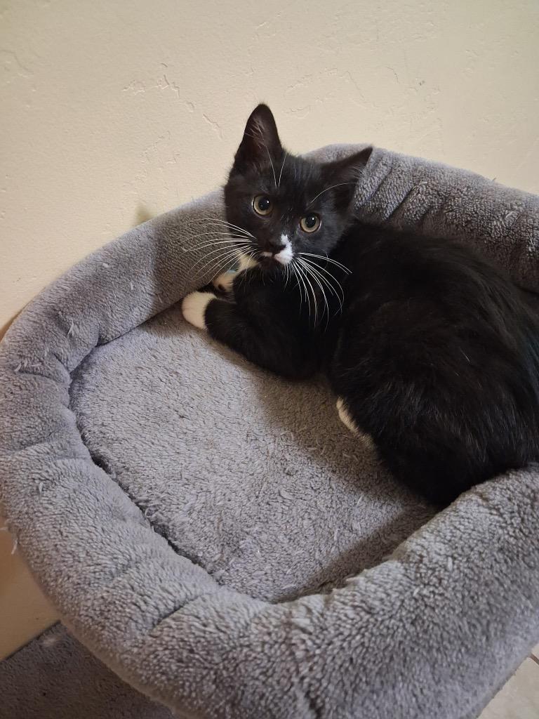 Oynx, a Adoptable mixed breed in Logan, UT image 2/2