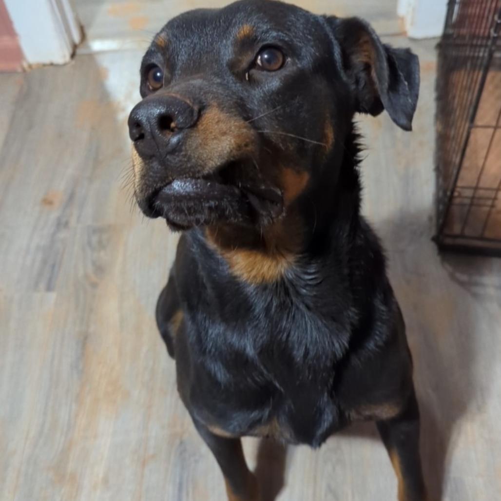 Enlarge Meeko & Goose* (Courtesy Listing), a Adoptable Rottweiler in Waynesville, NC image 1/1