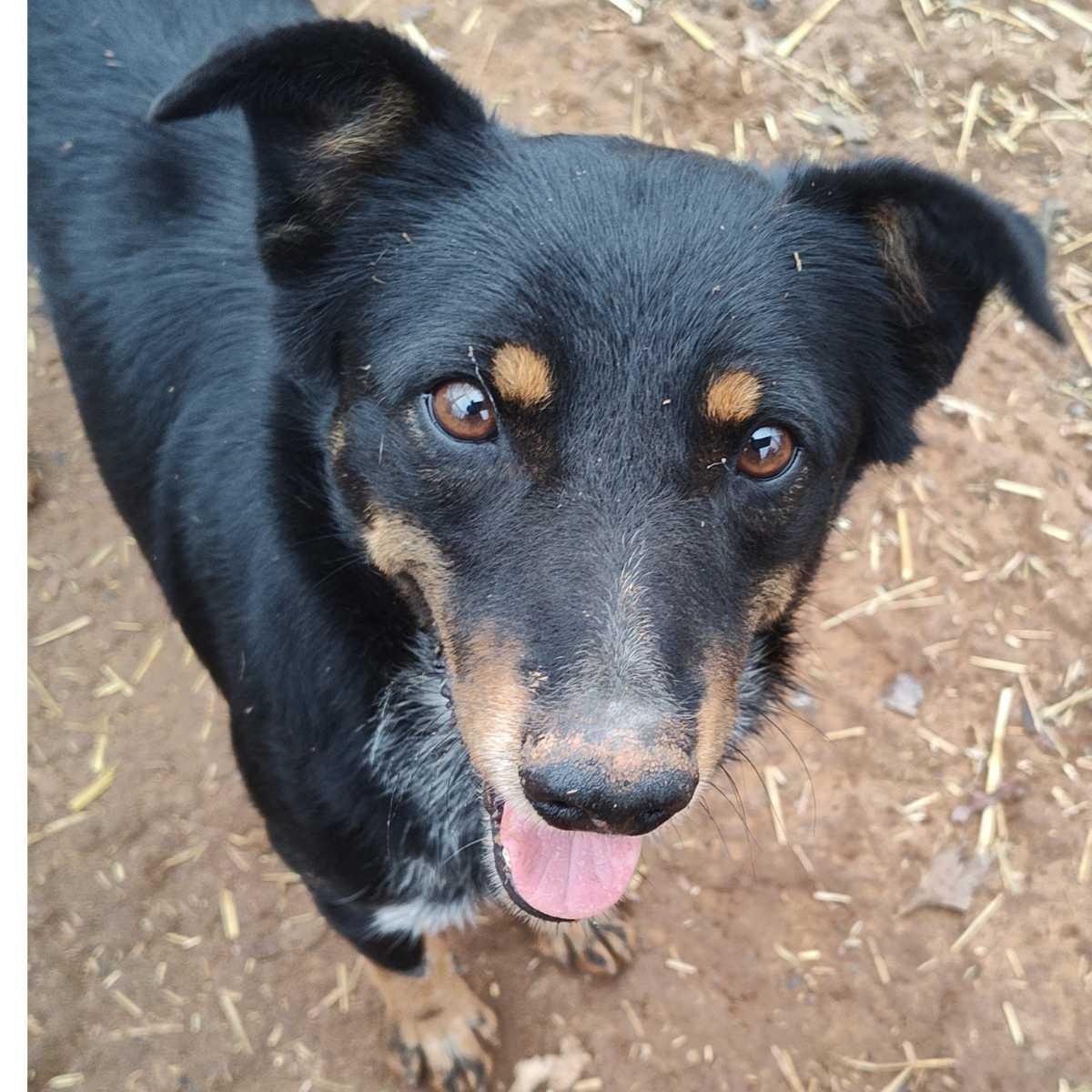 Marty, adopted, Young Male Border Collie.