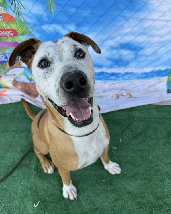 Jerry, Adoptable, Adult Male American Staffordshire Terrier.