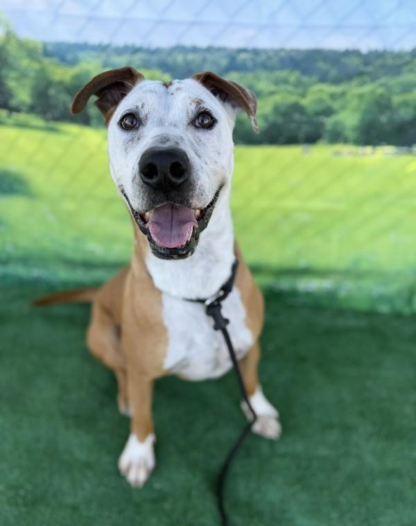 Jerry, a Adoptable mixed breed in Tulare, CA image 3/6