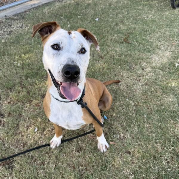 Jerry, a Adoptable mixed breed in Tulare, CA image 5/6