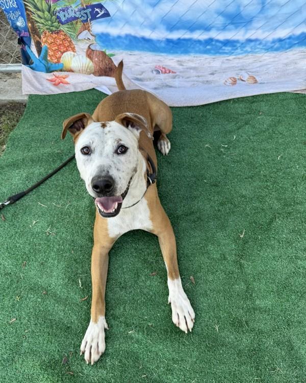 Jerry, a Adoptable mixed breed in Tulare, CA image 6/6