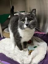 Nathan, an adopted Domestic Short Hair in Whitby, ON image 2/2