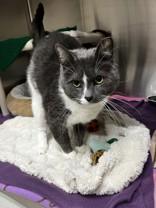 Nathan, adopted, Adult Male Domestic Short Hair.
