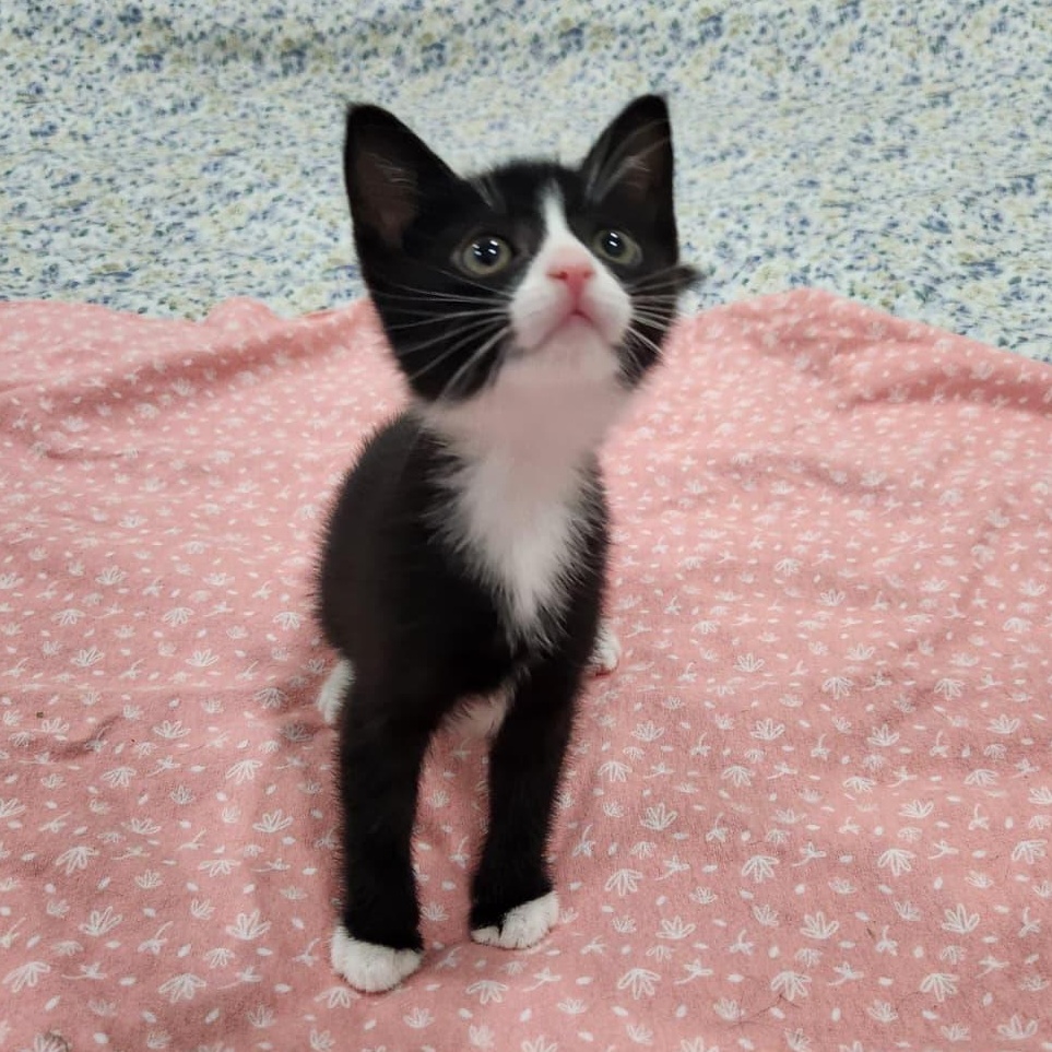 Ivy, a ADOPTABLE American Shorthair in North Bergen, NJ image 2/5