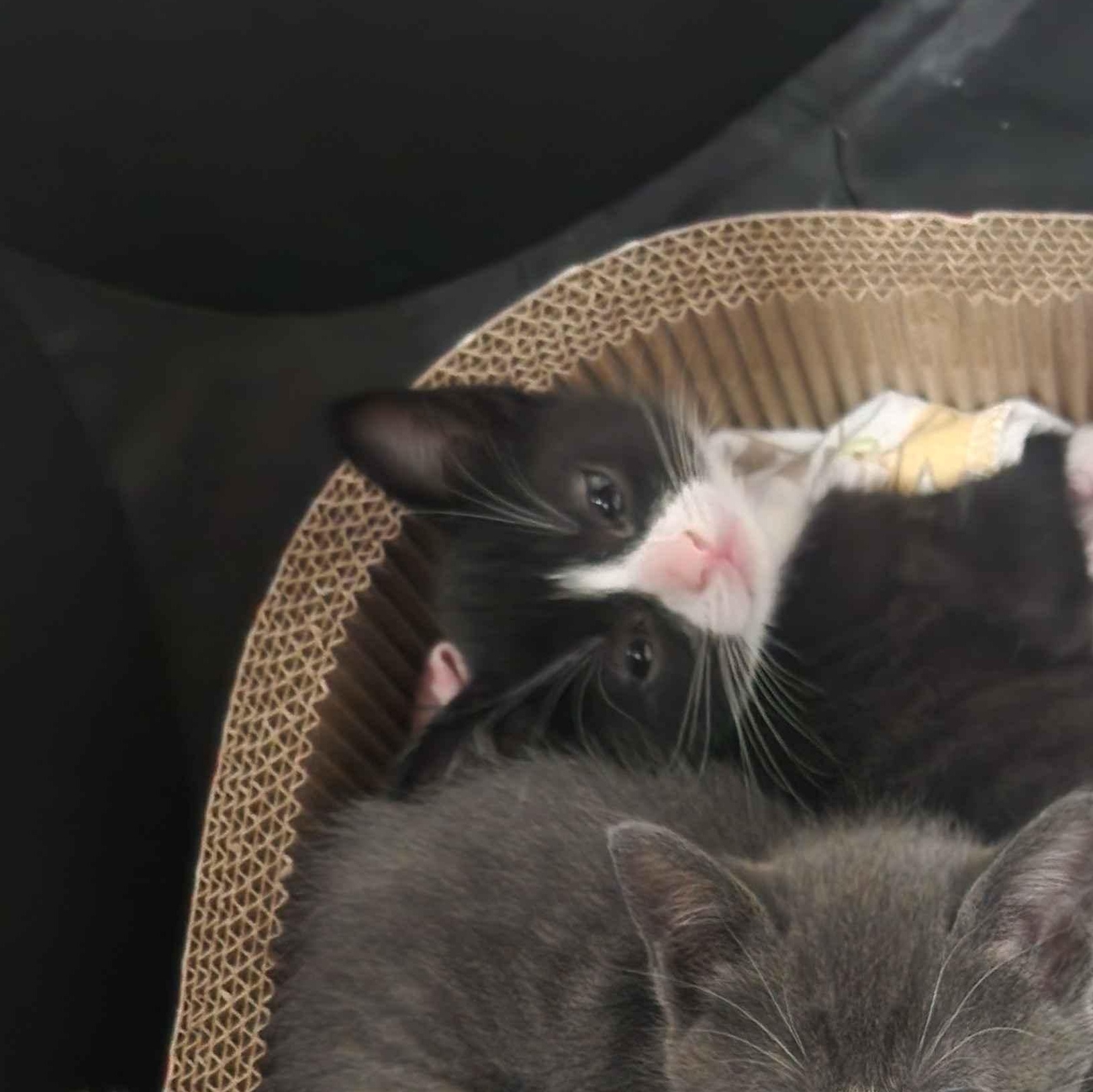 Ivy, a ADOPTABLE American Shorthair in North Bergen, NJ image 5/5