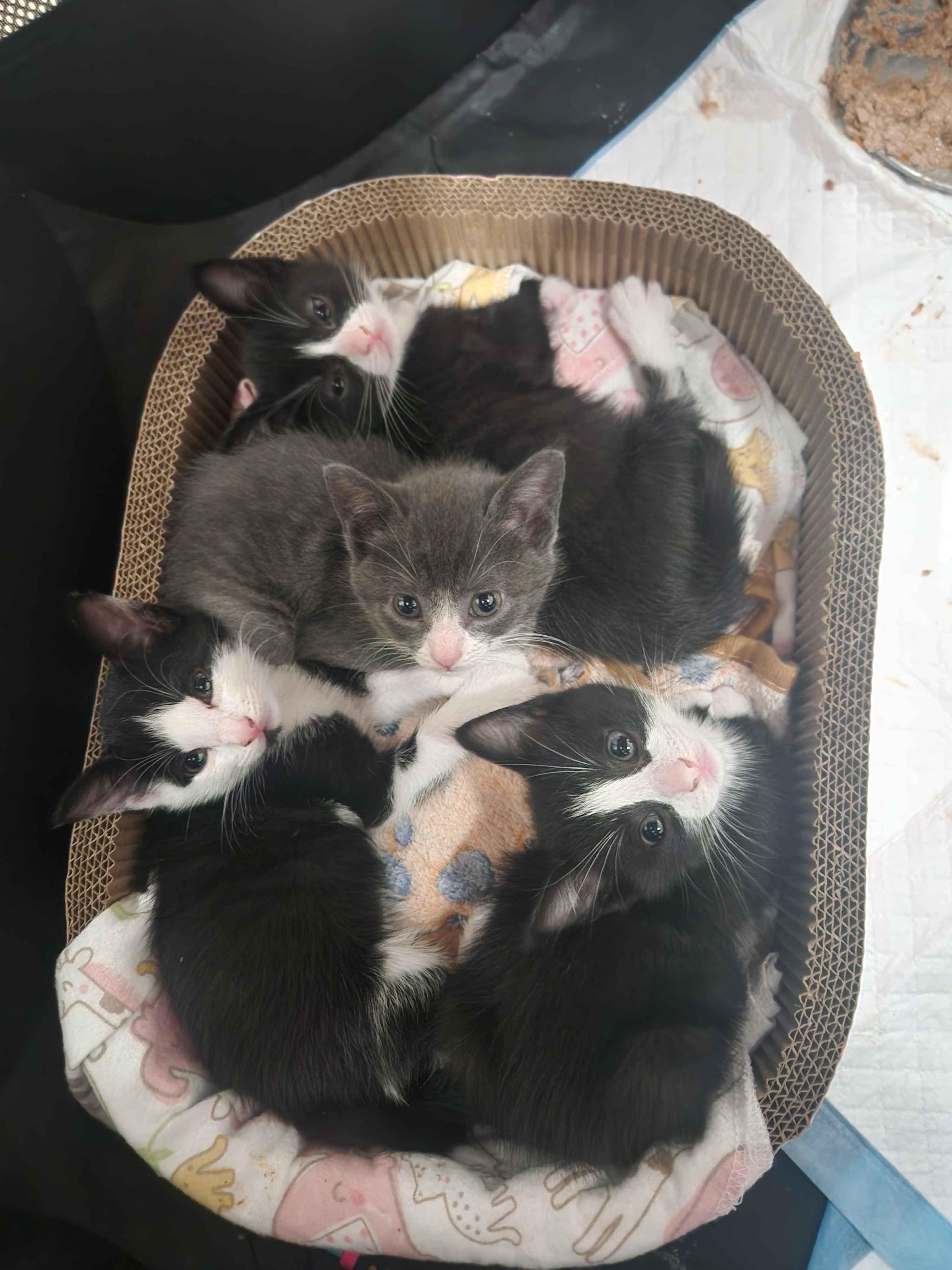 Forest Litter (7 weeks), a ADOPTABLE American Shorthair in Florham Park, NJ image 1/6