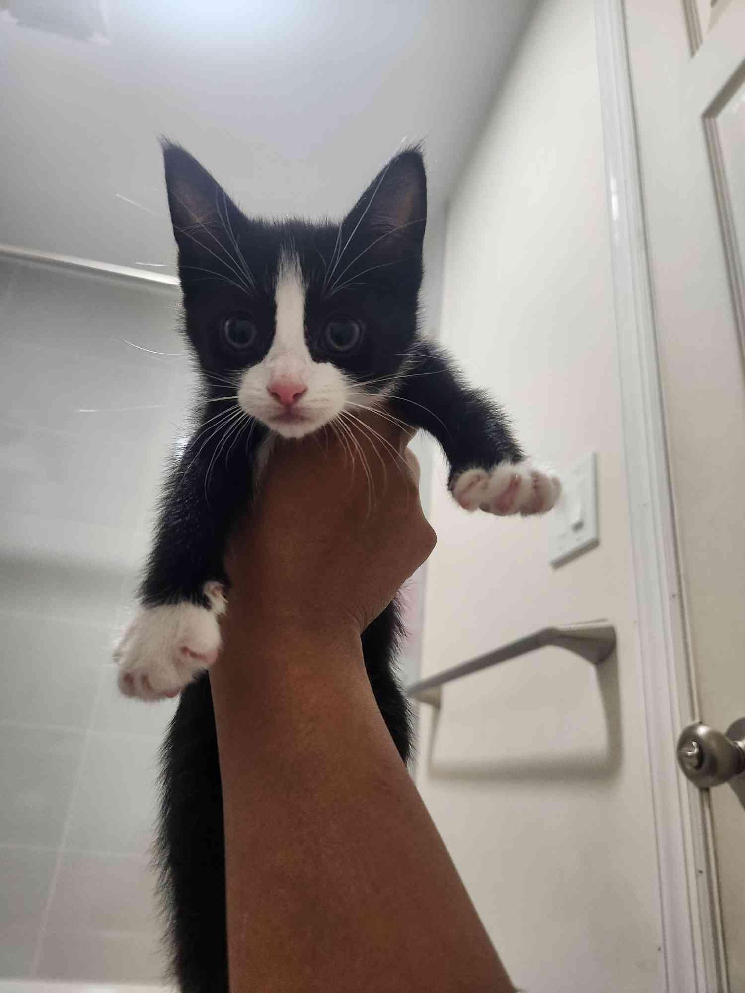 Forest Litter (7 weeks), a ADOPTABLE American Shorthair in Florham Park, NJ image 3/6