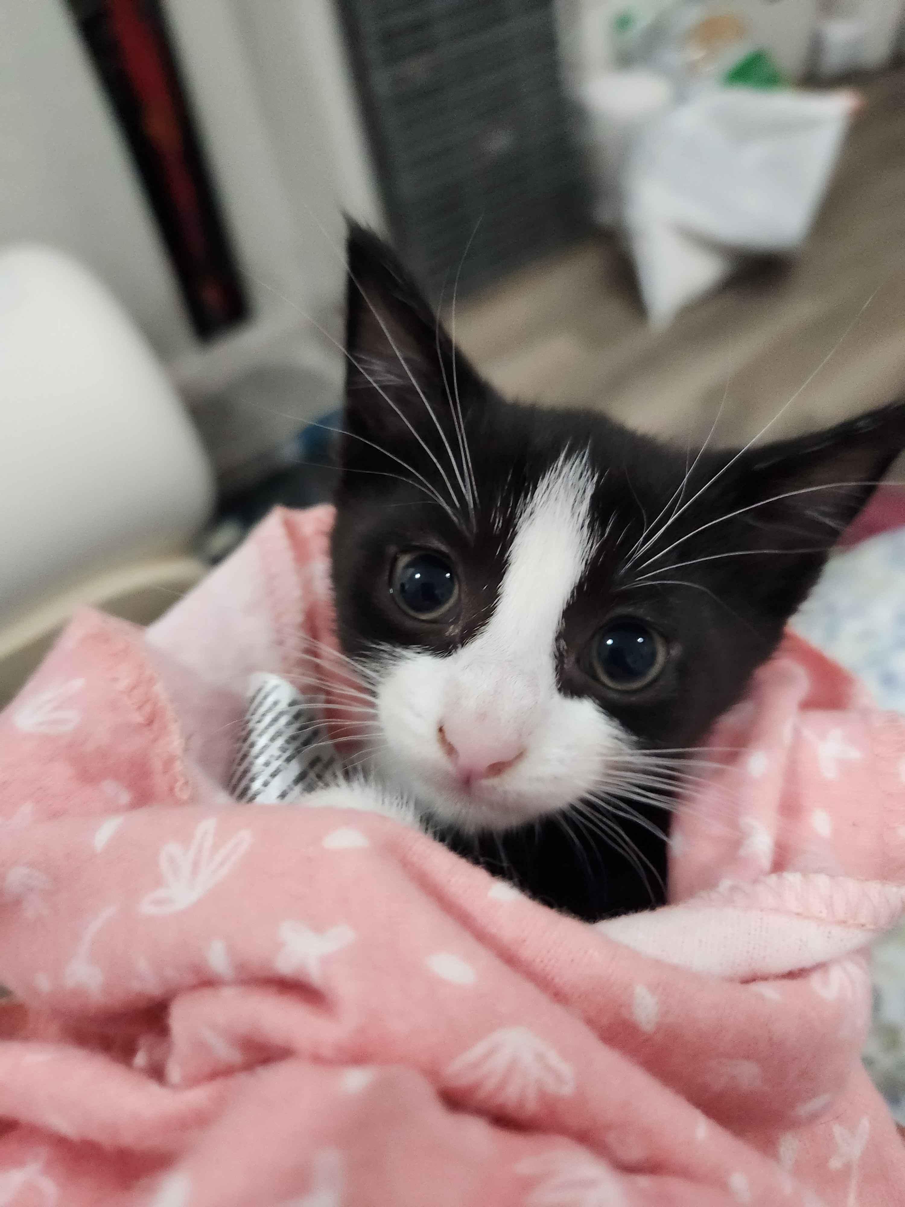 Forest Litter (7 weeks), a ADOPTABLE American Shorthair in Florham Park, NJ image 2/6