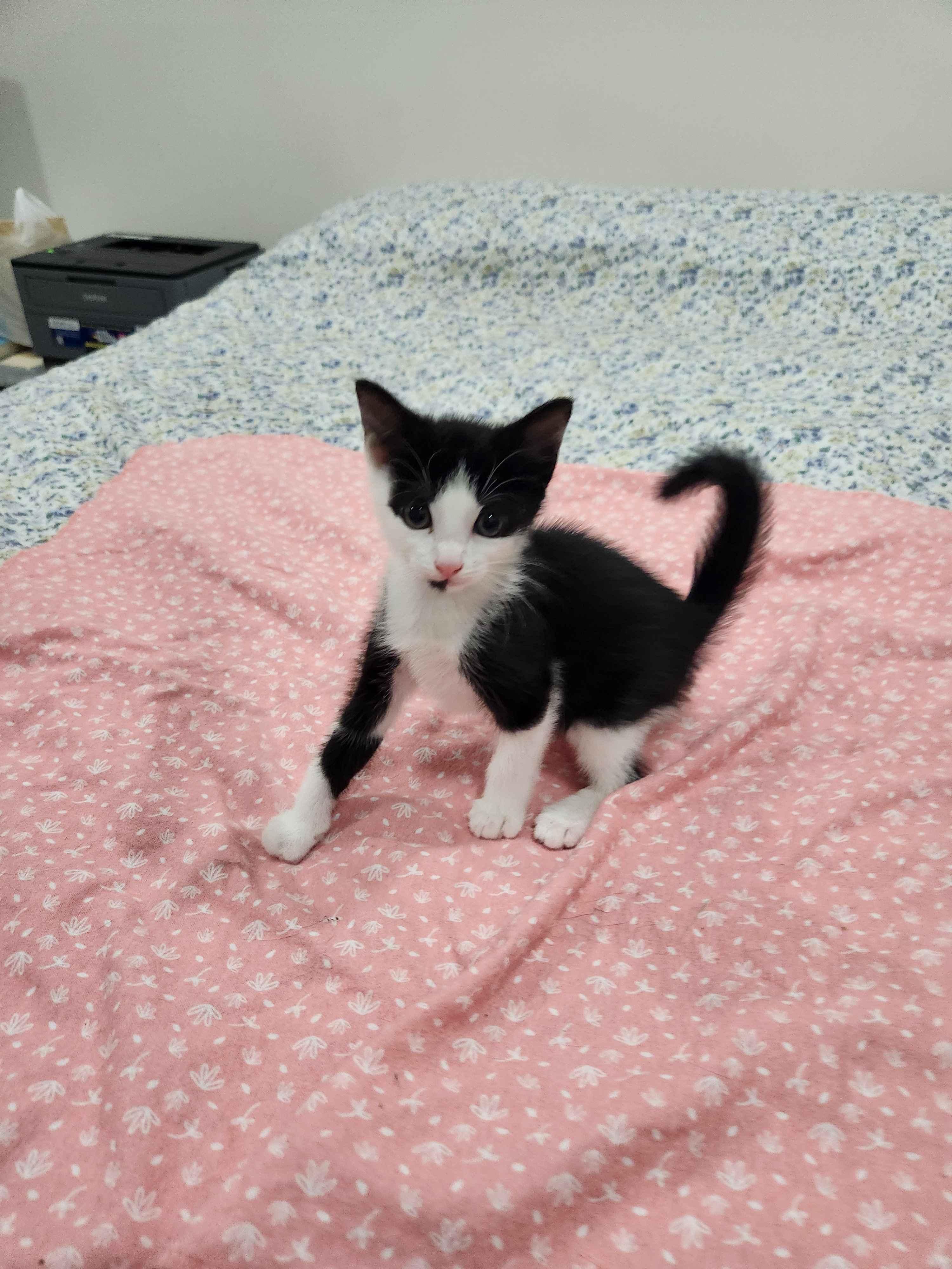Forest Litter (7 weeks), a ADOPTABLE American Shorthair in Florham Park, NJ image 4/6