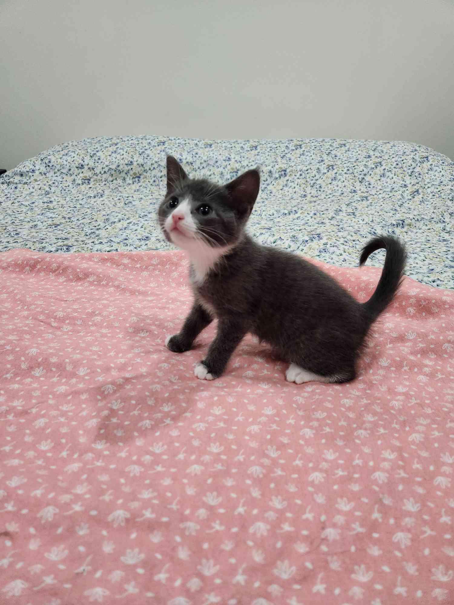 Forest Litter (7 weeks), a ADOPTABLE American Shorthair in Florham Park, NJ image 5/6
