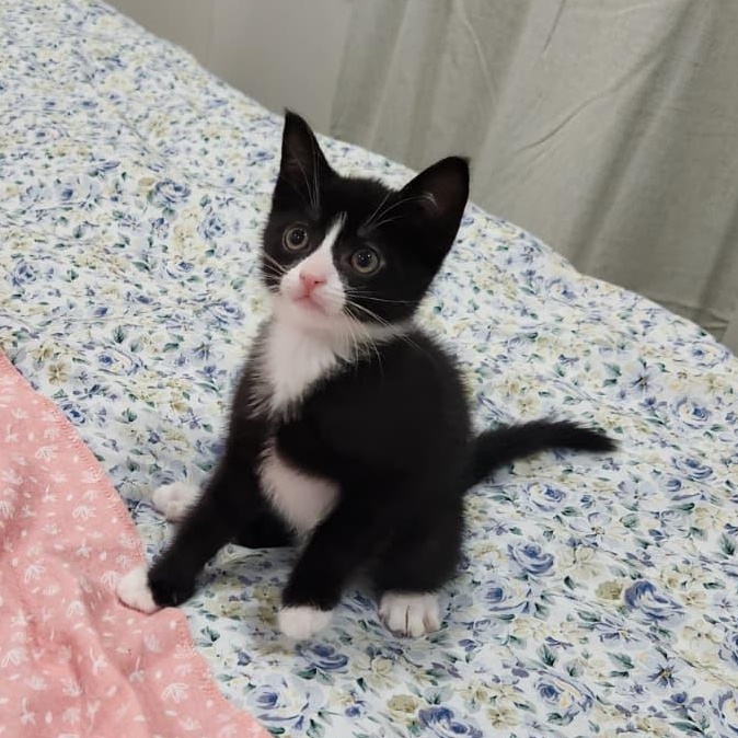 Ivy, ADOPTABLE, Kitten Male American Shorthair.